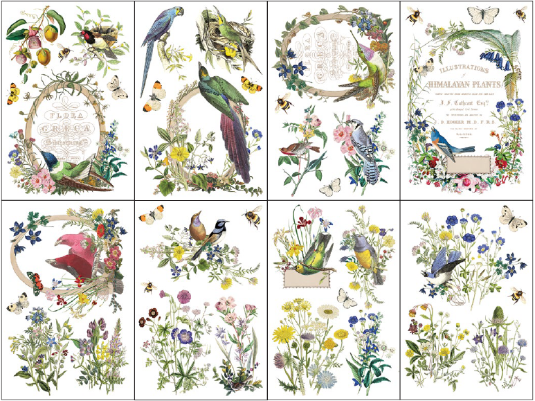 Transfer | FLORA GRECA | IOD Iron Orchid Designs